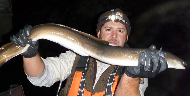 American Eel (USFWS Biologist Steven Smith hollding eel caught while night electrofishing for salmon in Whallon Bay)